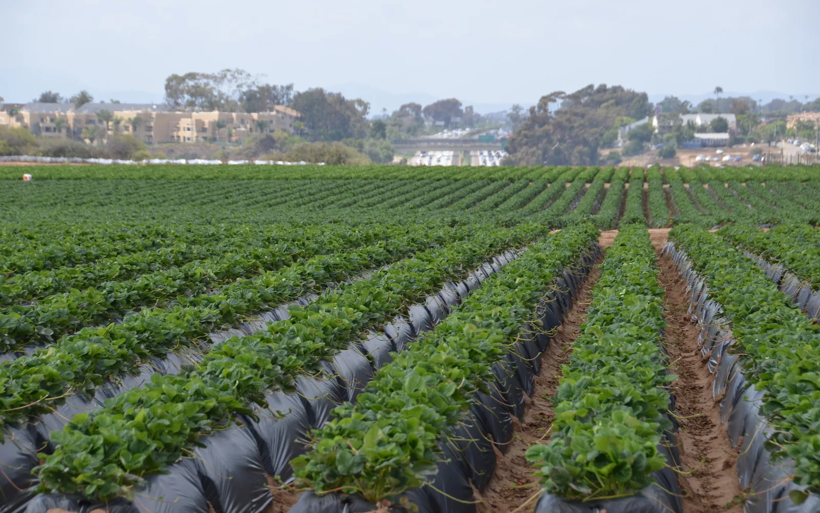 Rows of strawberry plants in a California agricultural field